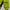 Phenix Outerwear Kids green photo 8