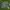 Avirex Luxury Indie Bomber jacket Pria green photo 1