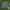 Avirex Luxury Indie Bomber Jacket Pria Green
