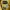 Schott NYC Vintage Biker Formal shirt Pria yellow photo 5