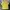 Schott NYC Vintage Biker Formal Shirt Pria Yellow