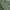 Von Dutch Biker Casual T-shirt Pria Green White
