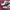 Adidas Streetwear Casual Sneakers Wanita burgundy white photo 2