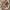 Polo Ralph Lauren Casual Formal pants Pria tan photo 3