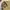 Beanpole Streetwear Casual Harrington jacket Pria khaki photo 4