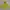 The North Face Outerwear Kids yellow photo 1