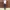 Y2K Casual Short Pria brown photo 1