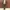 Y2K Casual Short Pria brown photo 2