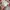 New Era Streetwear Casual Hat Pria cream brown photo 3