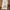 ZARA Vintage Coquette Pencil skirt Wanita tan brown photo 2