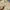Casual Harrington jacket Pria cream photo 4