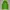 Merrell Windbreaker Wanita green photo 3