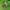 Merrell Windbreaker Wanita green photo 8