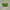 Merrell Windbreaker Wanita green photo 6