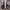 Converse Streetwear Skater Sneakers Pria white black photo 1
