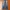 True Religion Vintage Jeans Pria Blue