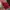 Nike Sportswear Sneakers Pria red photo 4