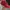 Nike Sportswear Sneakers Pria red photo 2