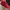 Nike Sportswear Sneakers Pria Red