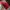 Nike Sportswear Sneakers Pria red photo 3