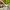 Polo Ralph Lauren Sportswear Casual Hat Pria cream photo 5