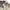 Carhartt Casual Short Pria khaki photo 3