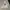 Dickies Casual Hoody Pria white photo 1