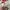 Dickies Casual Hoody Pria white photo 6
