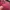 Coach Casual Handbag Wanita purple pink photo 4