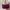 Coach Casual Handbag Wanita purple pink photo 1