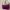 Coach Casual Handbag Wanita Purple Pink
