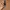 Japanese brand Avant Garde Belt Wanita brown photo 2