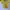 Biker Crop top Wanita yellow photo 1