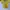 Biker Crop Top Wanita Yellow