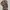 Shein Avant Garde Casual Flare pants Wanita brown black photo 5