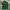 Polo Ralph Lauren Minimalist Polo Shirt Pria Green
