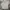 Casual Polo shirt Pria gray photo 1