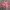 Levi's Streetwear Short Kids pink photo 2