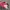 Levi's Streetwear Short Kids pink photo 5
