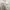 Burberry Minimalist Polo shirt Pria white photo 4