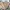BESLOW Vintage Casual Casual Pants Pria Tan