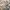 BESLOW Vintage Casual Casual Pants Pria Tan
