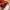 Uniqlo Casual Bucket bag Wanita burgundy photo 6