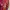 Airwalk Casual Puffer jacket Pria multicolor photo 3