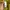 Juicy Couture Vintage Y2K Wanita yellow photo 6