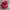 DSQUARED2 Vintage Skater Hat Pria Red