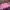 Pancoat Streetwear Y2K Hoody Pria Pink