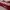 Polo Ralph Lauren Casual Polo shirt Pria white red photo 2