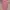 Obey Vintage Y2K T-shirt Pria pink photo 1