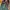 Adidas Streetwear Casual Sneakers Pria green pink photo 4